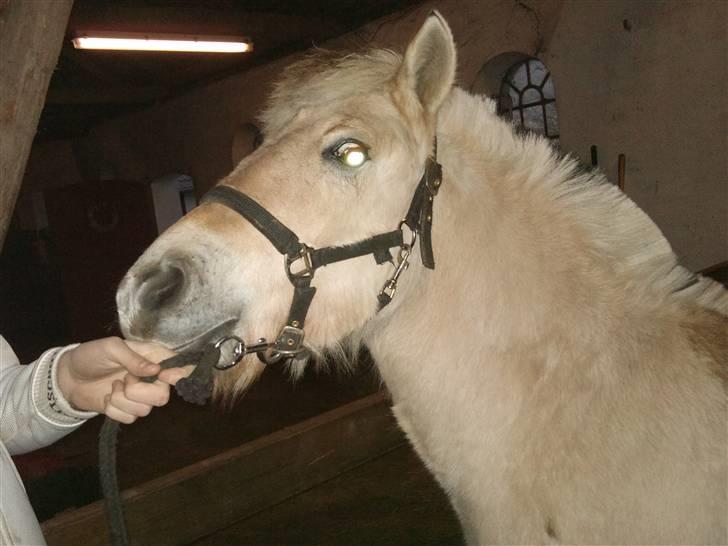 Fjordhest ask (solgt) billede 4