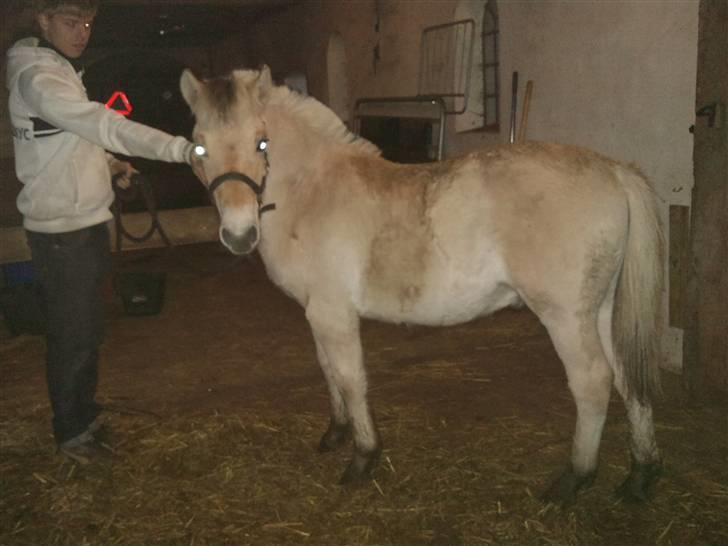 Fjordhest ask (solgt) billede 5