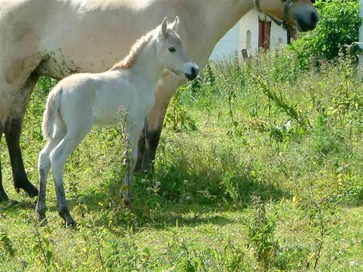 Fjordhest ask (solgt) billede 6