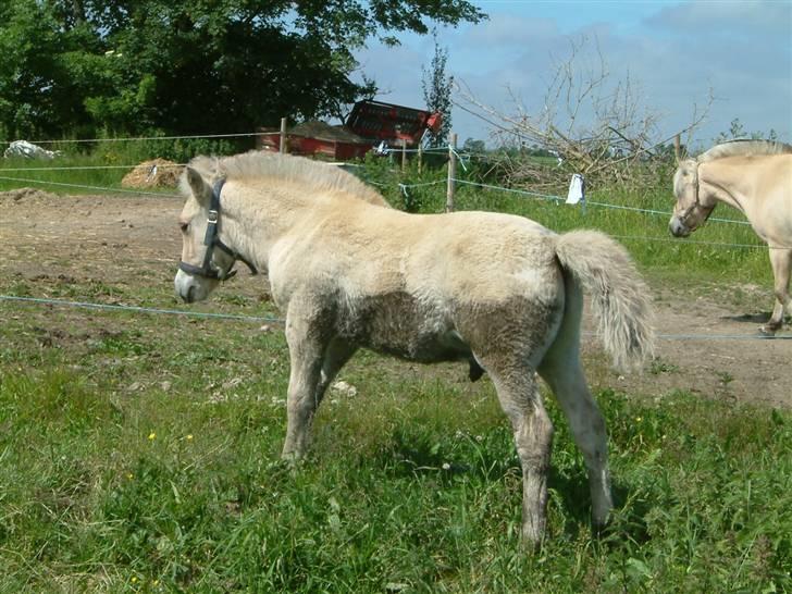 Fjordhest ask (solgt) billede 7