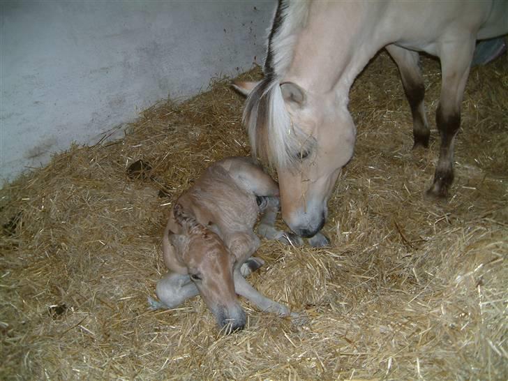 Fjordhest ask (solgt) billede 8