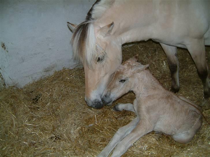 Fjordhest ask (solgt) billede 9