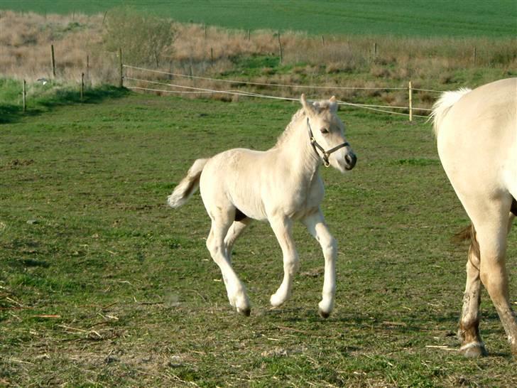 Fjordhest ask (solgt) billede 10