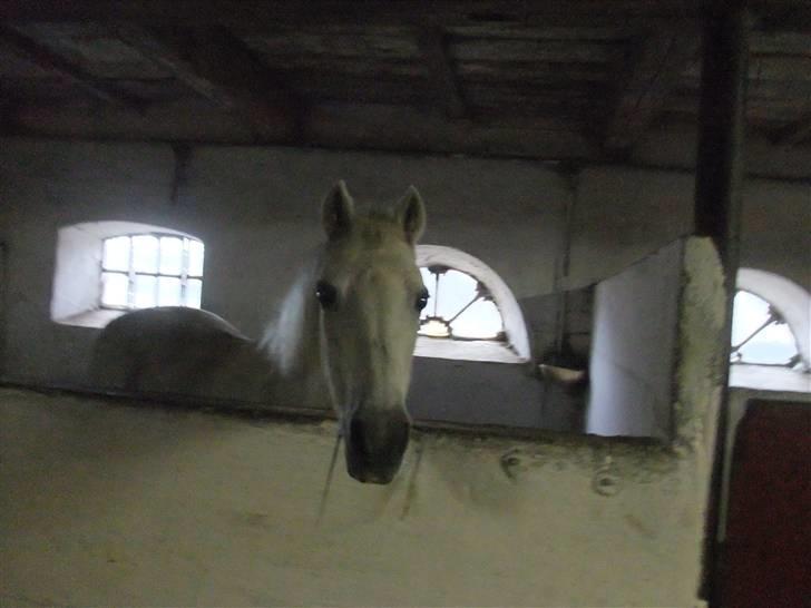 Anden særlig race I WIL LOVE YOU 4-EVER!!!! billede 14