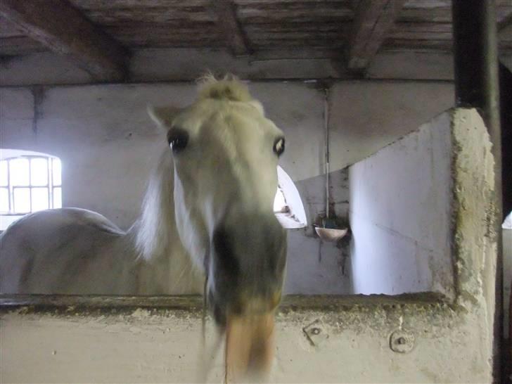 Anden særlig race I WIL LOVE YOU 4-EVER!!!! billede 15