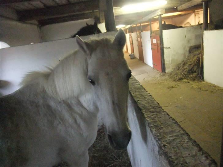 Anden særlig race I WIL LOVE YOU 4-EVER!!!! billede 16