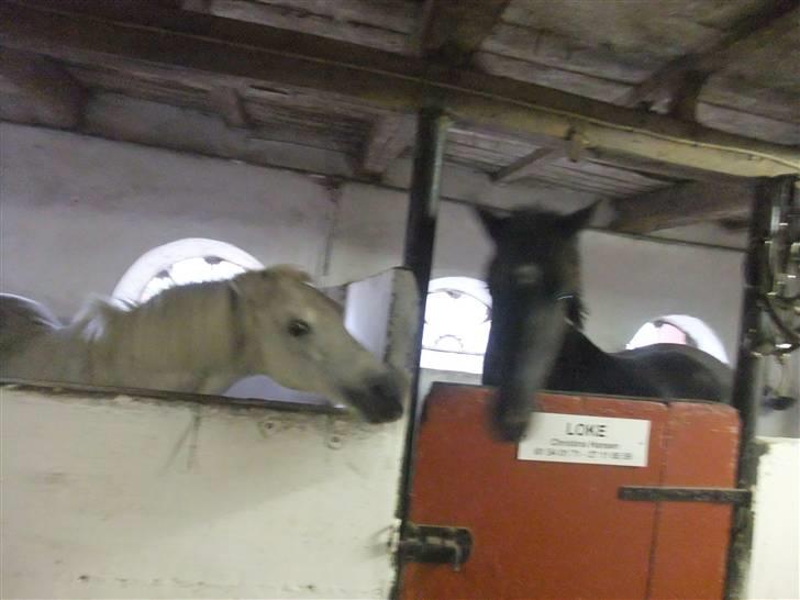 Anden særlig race I WIL LOVE YOU 4-EVER!!!! - hun bed altid ud efter alle heste :) så hun bider da selfølgelig også ud efter montana. XD billede 17