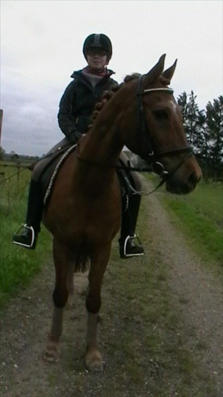 Anden særlig race Picasso billede 20