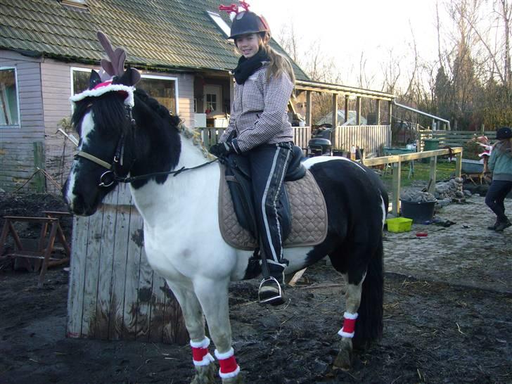Anden særlig race Rynkesiffer - mig og mit fine rensdyr ;) til juleoptog i stalden. foto:?? billede 2