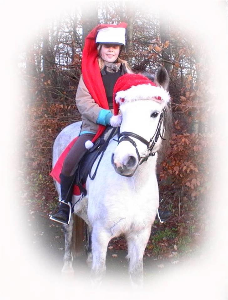 Anden særlig race Betty - Betty og mig som julenisser. hi hi billede 19