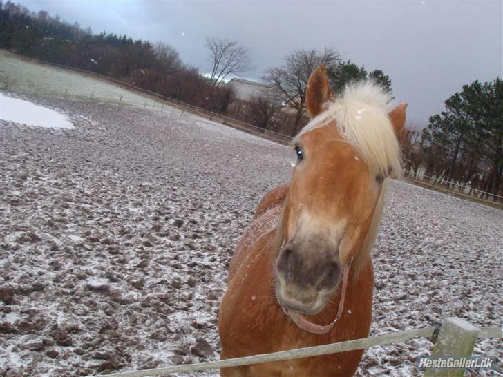 Haflinger Thor (red) Solgt  - Thor en kold vinter dag;) Taget af: Laura. MAN MÅ IKKE KOPIRE MINE BILLEDER!! billede 7