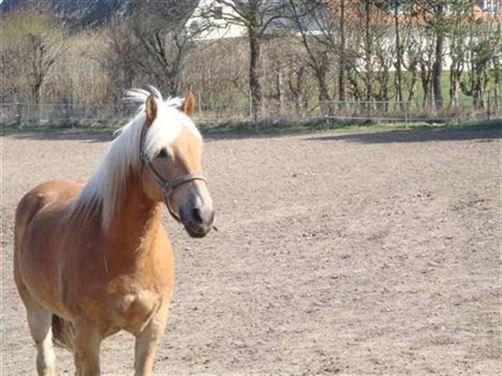 Haflinger Thor (red) Solgt  - Thor på fold;) Taget af: Laura;) MAN MÅ IKKE KOPIRE MINE BILLEDER!! billede 8