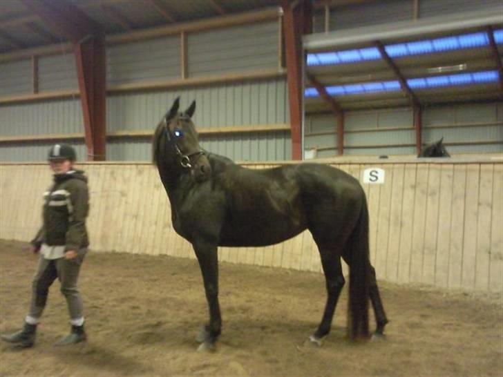 Dansk Varmblod kahlua ( R.I.P ) billede 2