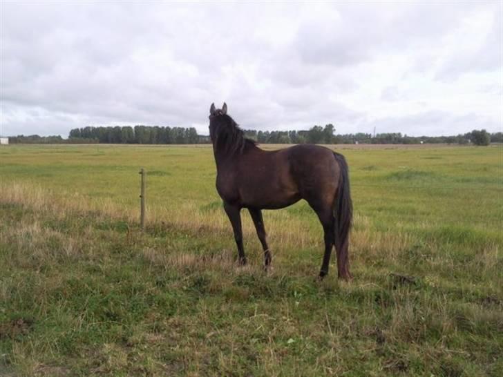 Dansk Varmblod kahlua ( R.I.P ) billede 3