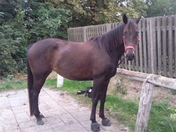 Dansk Varmblod kahlua ( R.I.P ) billede 4