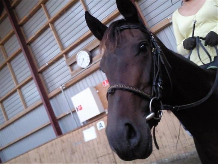 Dansk Varmblod kahlua ( R.I.P ) billede 5