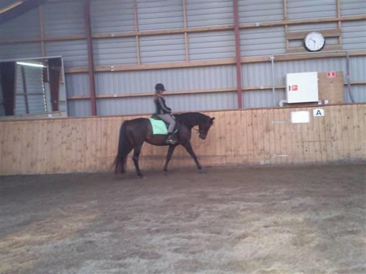 Dansk Varmblod kahlua ( R.I.P ) billede 6