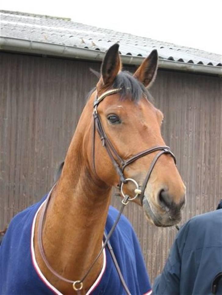 Dansk Varmblod Ibiza M R.I.P billede 1