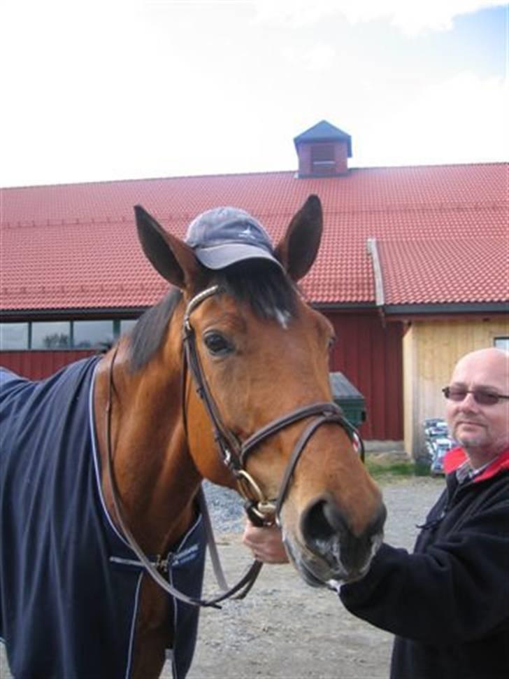 Dansk Varmblod Ibiza M R.I.P billede 2