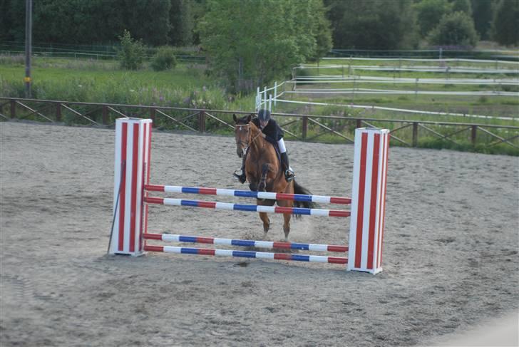 Dansk Varmblod Ibiza M R.I.P billede 3