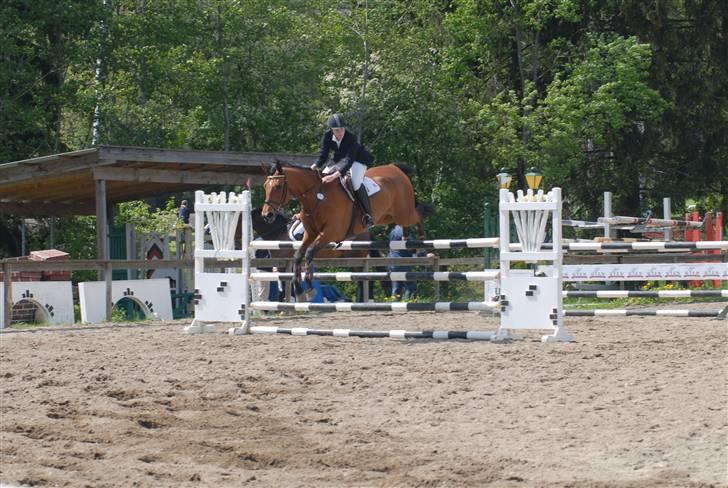 Dansk Varmblod Ibiza M R.I.P billede 4