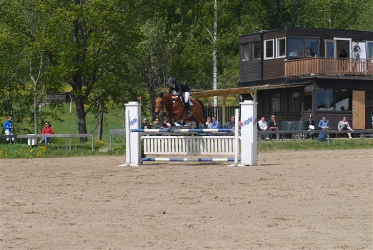 Dansk Varmblod Ibiza M R.I.P billede 5