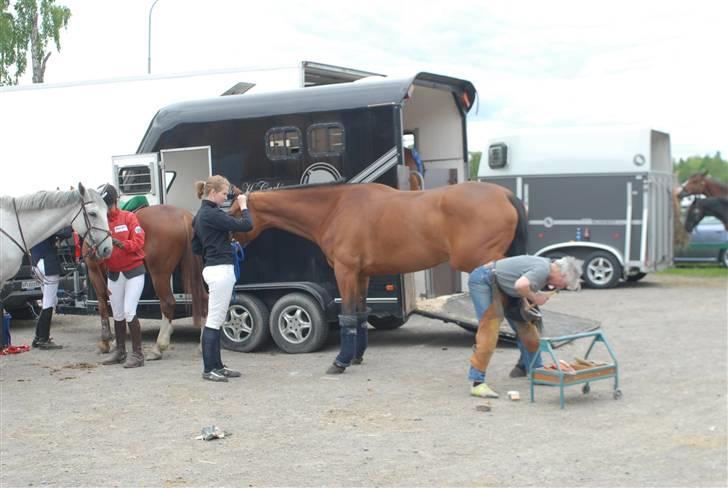 Dansk Varmblod Ibiza M R.I.P billede 6