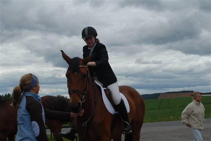 Dansk Varmblod Ibiza M R.I.P billede 7