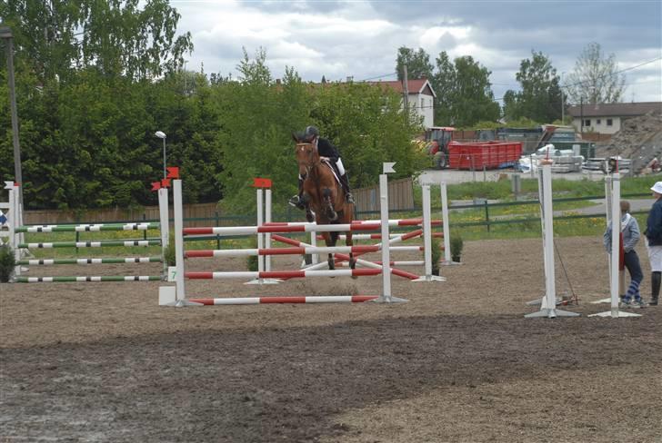 Dansk Varmblod Ibiza M R.I.P billede 8