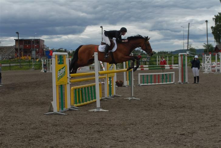 Dansk Varmblod Ibiza M R.I.P billede 9