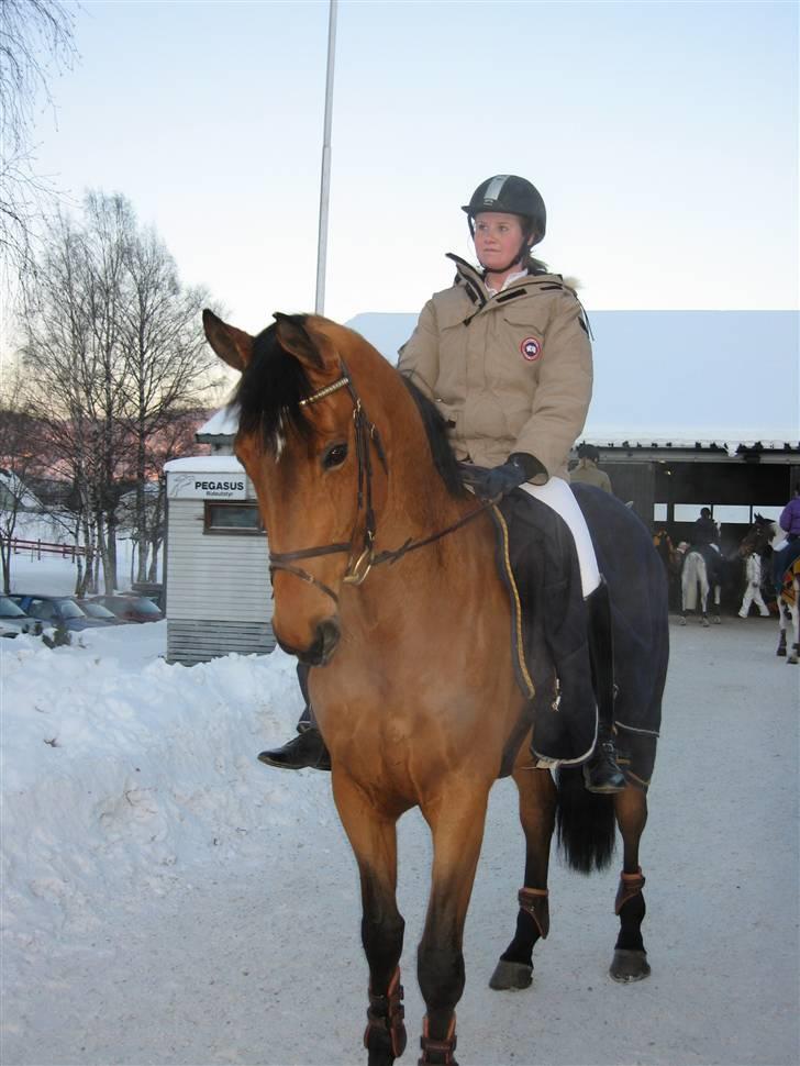 Dansk Varmblod Ibiza M R.I.P billede 10