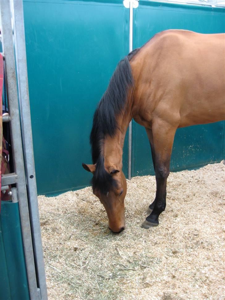 Dansk Varmblod Ibiza M R.I.P billede 11