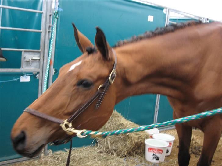 Dansk Varmblod Ibiza M R.I.P billede 12