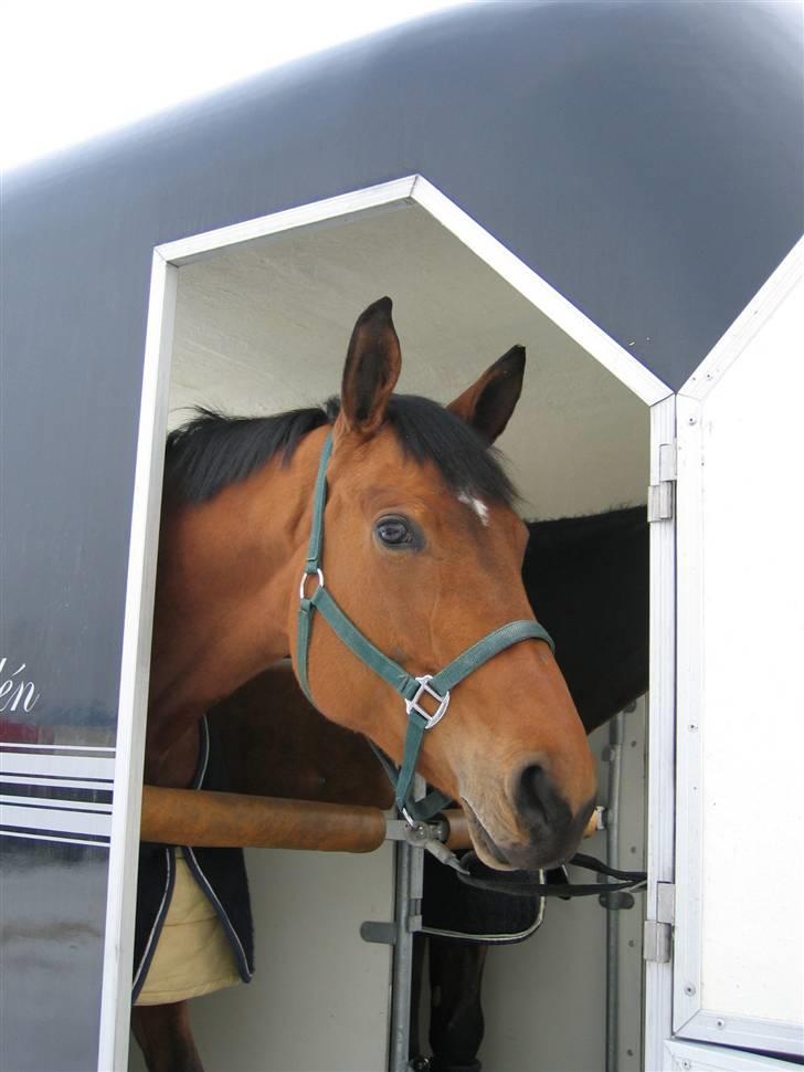 Dansk Varmblod Ibiza M R.I.P billede 13