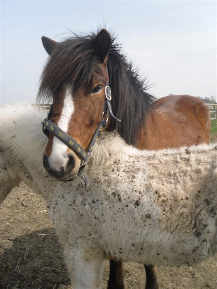 Islænder Heimir fraTókastöðumSOLGT - Ihh det er altid godt at kunne hænge hovedet på andre når man er træt! <3 billede 9