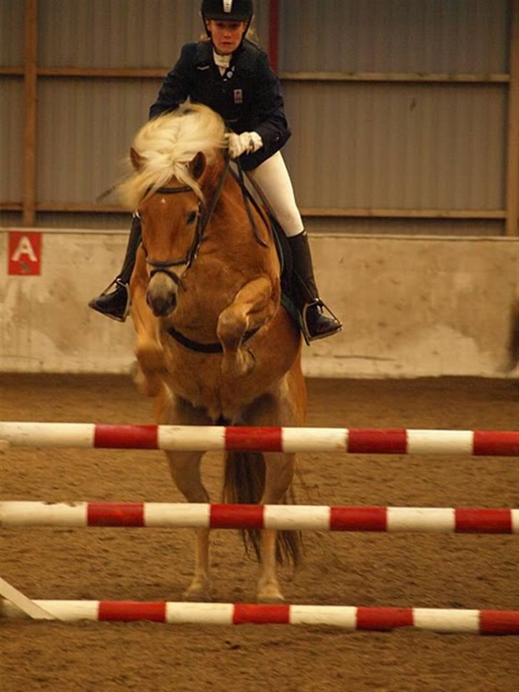 Haflinger Thor (red) Solgt  - Ihh det her er så sjovt;) MAN MÅ IKKE KOPIRE MINE BILLEDER!! billede 10