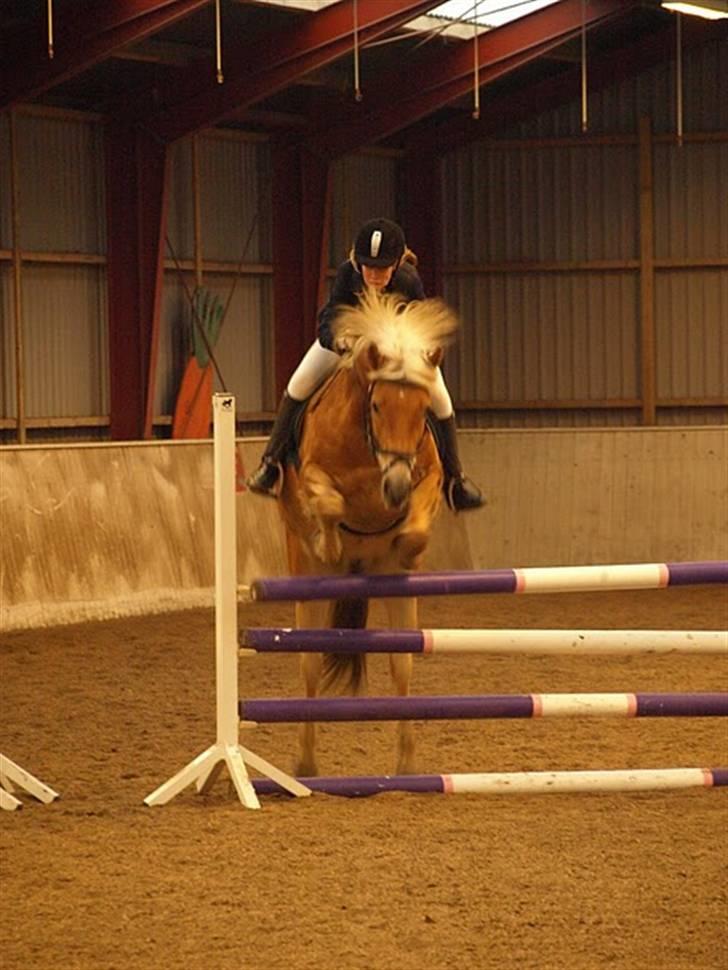 Haflinger Thor (red) Solgt  - Thor og jeg prøver at springe en meter men river desværre ned MEN kom over 2 gang;) MAN MÅ IKKE KOPIRE MINE BILLEDER!!  billede 11