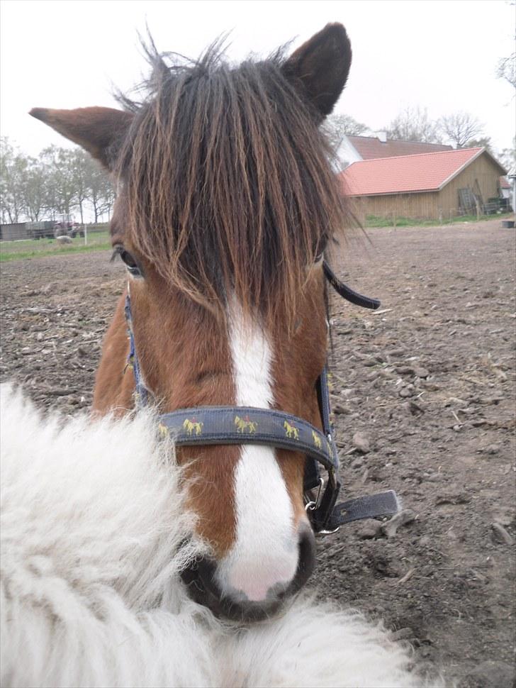Islænder Heimir fraTókastöðumSOLGT billede 10