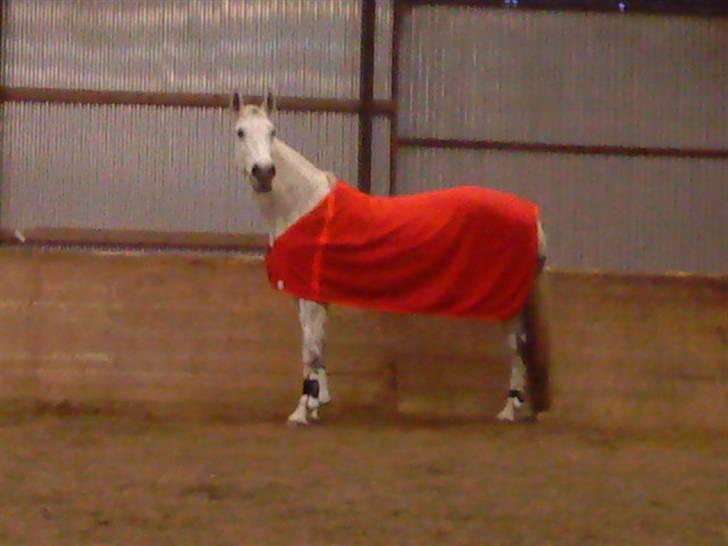 Anden særlig race Matiné solgt billede 11