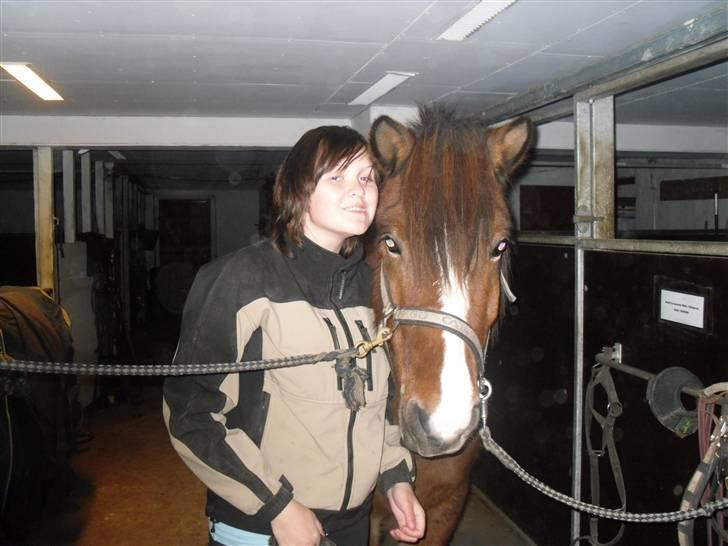 Islænder Heimir fraTókastöðumSOLGT - fordi vi elsker hinanden <3 billede 11