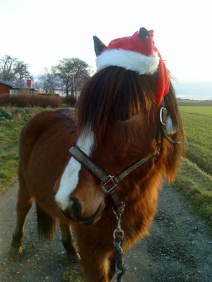Islænder Heimir fraTókastöðumSOLGT - smukhed <3 billede 12