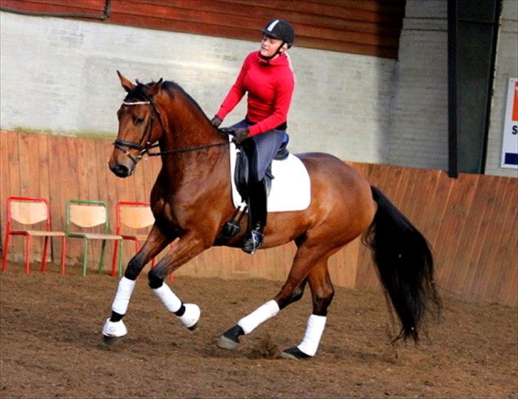 Dansk Varmblod Mizuna - Samlet galop til dressurkursus ved Thomas Dolleris billede 7