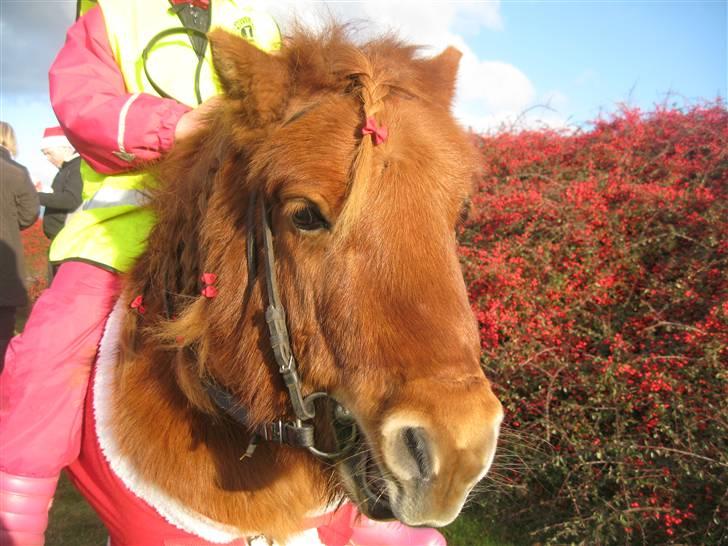 Anden særlig race Mikkel -  - smukke til juleoptog billede 8