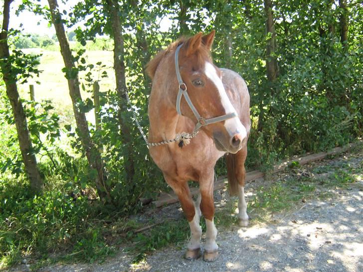 New Forest Rasmus           AFLIVET - Sidste dag han levede, han var så glad :'( billede 16