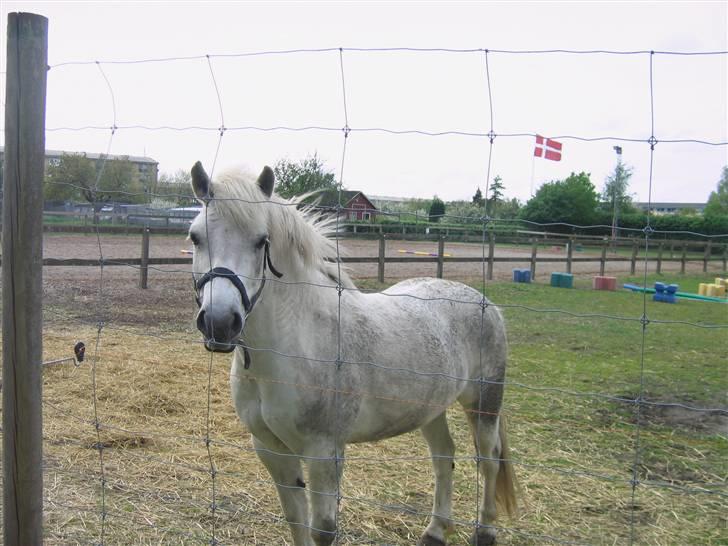 Anden særlig race Oscar<3 *Passer*! - Smukke ollermaand!<3 ;*** billede 9