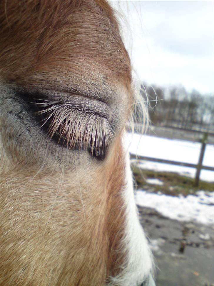 Haflinger Heraues. Gl. passer - Velkommen til Heraues <3 Nr. 1  billede 1