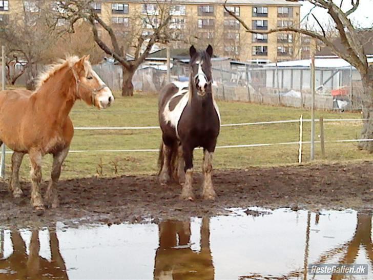 Haflinger Heraues. Gl. passer - Dejlige Heraues til venstre :D Hans bedste ven Jensen til højre<3 Nr. 2  billede 2