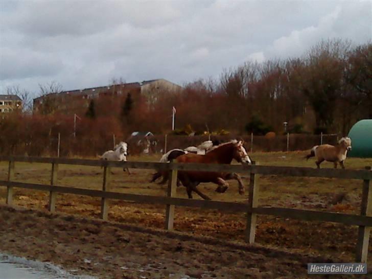 Haflinger Heraues. Gl. passer - Heraues den brune, han er FRISK!<3 Nr. 3  billede 3