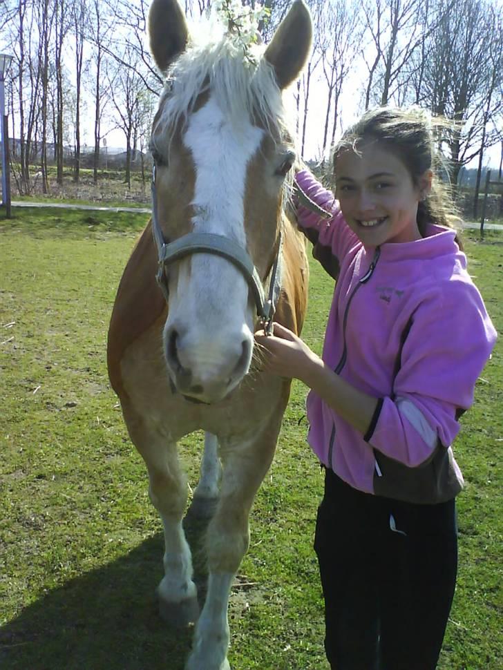 Haflinger Heraues. Gl. passer - Hego og jeg, gammelt<3 Nr. 4 billede 4
