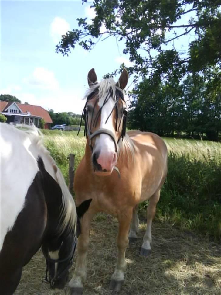 Haflinger Heraues. Gl. passer - Smukke Heraues<3 Nr. 6 billede 6